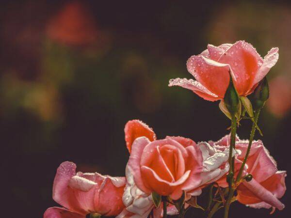 Jak pielęgnować róże w ogrodzie?