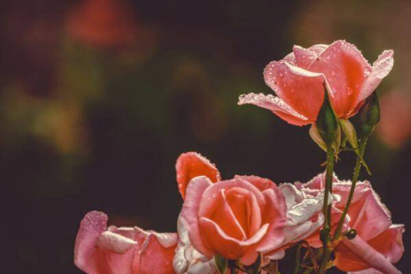 Jak pielęgnować róże w ogrodzie?