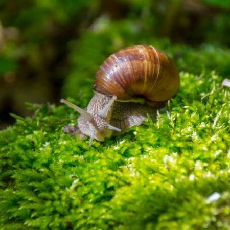 Ekologiczne sposoby na zwalczanie ślimaków w ogrodzie: jak zapobiegać szkodom bez użycia trucizn
